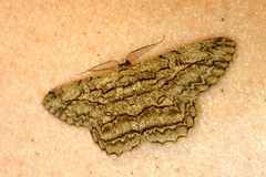 Hypomecis transcissa