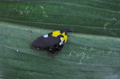 Enchophyllum quinquemaculatum