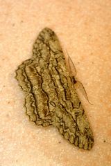 Hypomecis transcissa