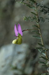 Polygala peduncularis