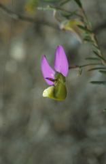 Polygala peduncularis