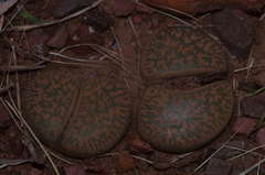 Lithops lesliei