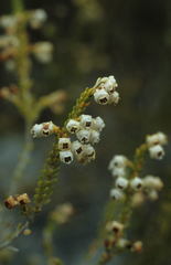 Erica spectabilis