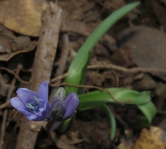 Scilla verna
