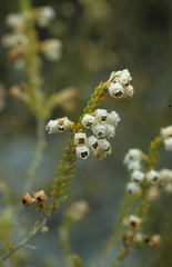 Erica spectabilis