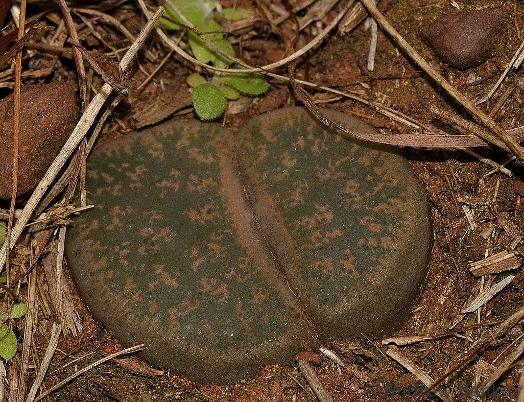 Lithops lesliei f. albiflora Tischer 2