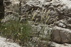 Melica persica