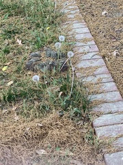 Taraxacum
