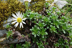 Celmisia bellidioides