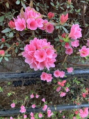 Rhododendron