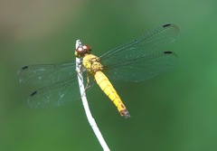 Orchithemis
