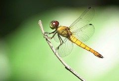 Orchithemis