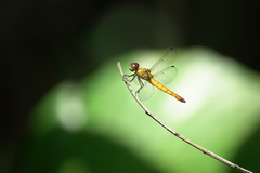 Orchithemis