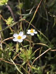 Leptosiphon parviflorus