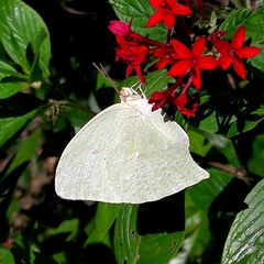 Phoebis neocypris neocypris