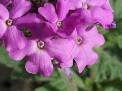 Glandularia tumidula
