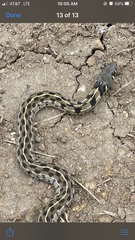 Thamnophis marcianus