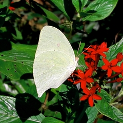 Phoebis neocypris neocypris