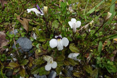 Mazus radicans