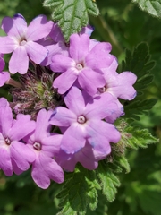 Glandularia tumidula