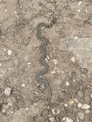 Thamnophis marcianus
