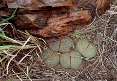 Lithops lesliei