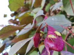 Nezara viridula