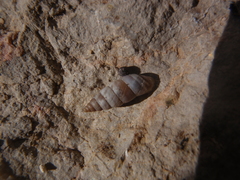 Solatopupa similis image