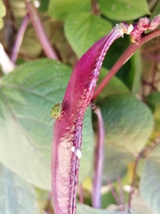 Nezara viridula