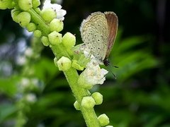 Zizula hylax pygmaea
