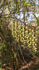 Stachyurus