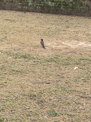 Turdus migratorius