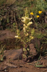 Alectra sessiliflora