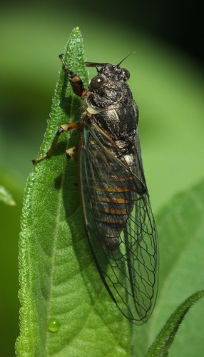 Cicadetta brevipennis