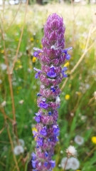 Nepeta tuberosa