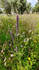 Nepeta tuberosa