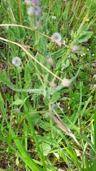 Nepeta tuberosa