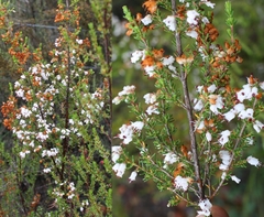 Erica opulenta