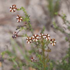 Jamesbrittenia albomarginata