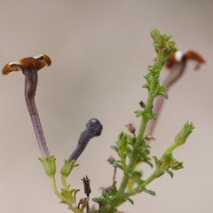 Jamesbrittenia albomarginata