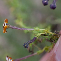 Jamesbrittenia albomarginata