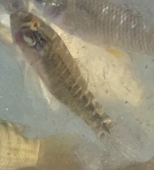 Dormitator latifrons