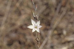 Gladiolus stellatus