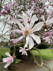 Magnolia stellata
