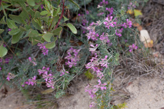 Indigofera hamulosa