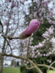 Magnolia stellata