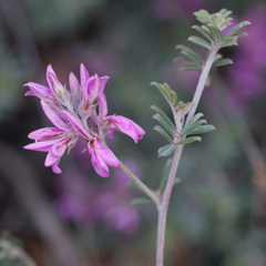 Indigofera hamulosa