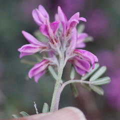 Indigofera hamulosa