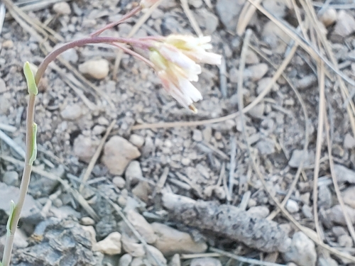 Image of Boechera fendleri by no rights reserved