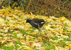 Gallinula chloropus